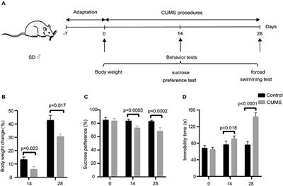 Metabolomics Analysis of the Prefrontal Cortex in a Rat Chronic Unpredictable Mild Stress Model of Depression